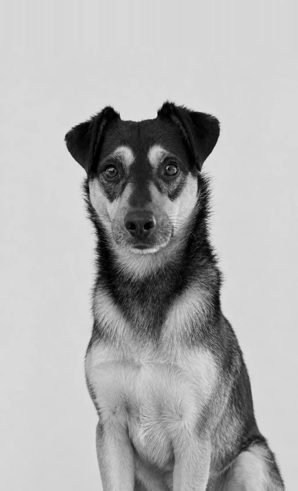 Betún, the studio dog